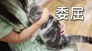 [CC SUB] Short-legged cat and owner reunite after six months of separation.