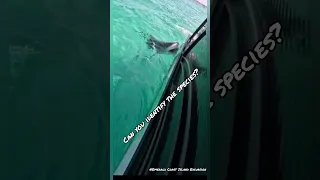 Shark Attacks Boat Destin, Florida :Ft.Walton