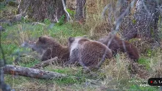 Bear Family 708 - Third Coy Stays on Shore - Reunited in a Snuggle Pile - 10/9/23 - EXPLORE.ORG