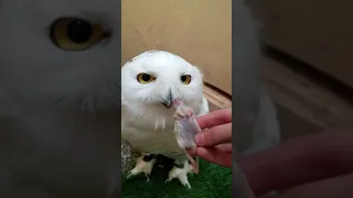 Our Snowy Owl demands to be hand fed