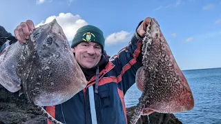 Prolific Thornback Session - Fishing Anglesey Rocks👌