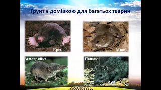 4 клас природознавство "Грунти України. Їх охорона"