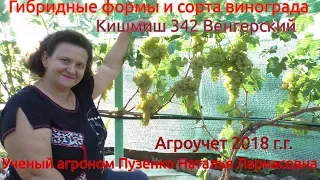 Виноград кишмиш 342 или венгерский (Пузенко Наталья Лариасовна)