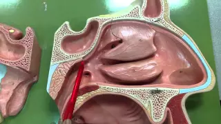 Nasal Cavity 1