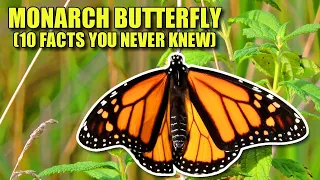 Monarch Butterfly 🦋 (10 FACTS You NEVER KNEW)