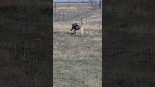 Giant Mule Deer pissed off at us.