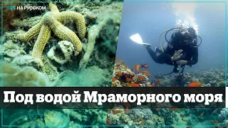 В Мраморном море нашли вымирающие виды подводных животных