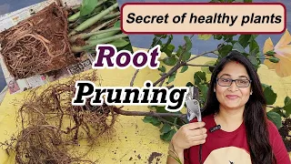 🔴 ROOT PRUNING कब और कैसे करें  What How When to do root cutting #gardening #roots #pruning #plants