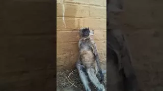 Poor monkey got electric shock 😂😂😂⚡⚡⚡