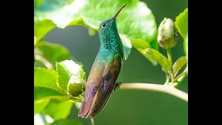 Colibríes que Visitan el Extremo Sur de USA con Musica Suave Instrumental