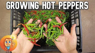 Hot Peppers - The Process of Growing Red Hot Peppers/Chili Pepper Outdoors