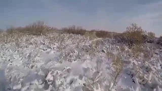 Охота на фазана в Кызылорде 2017