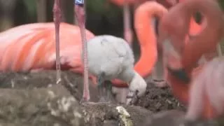 Tickled pink by new flamingo chicks!