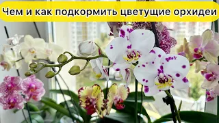 Так правильно ПОЛИВАТЬ ЦВЕТУЩИЕ орхидеи удобрением СХЕМА полива орхидей