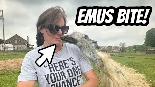 Surprise Emu Attack: Caught Off Guard