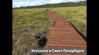 Экотропа на "Сестрорецкое болото" в Санкт-Петербурге