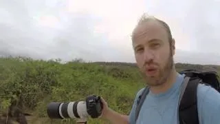 Canon 100-400mm f4.5-5.6 ii IS Review from the Galapagos Islands