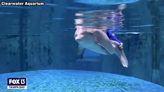 Remembering Winter: Star of 'Dolphin Tale' dies at 16