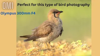 OM-1 and Olympus 300mm F4 | Perfect combo for this type of bird photography?