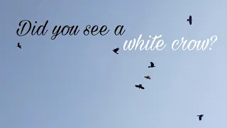 did you see a white crow? (puting uwak)