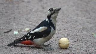 Дятел и грецкий орех. Зарисовка / Woodpecker and walnut. Sketch