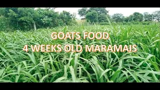 Goat Food - Napier and Maramais Grass Part 5
