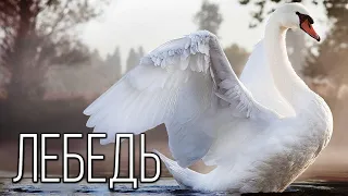 Лебедь: Символ красоты и изящества | Интересные факты про лебедей