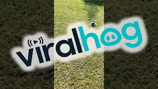 Tegu Takes Off After RC Car || ViralHog