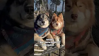 So, You Want A Husky?! 😅 #shorts #husky #howling #funnydogs #dogs #doglover #funnyvideo #lol #dog