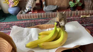 Abandoned squirrel to independent squirrel in 11 minutes.