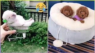 😍 Mini Pomeranian - Funny and Cute Pomeranian Videos #66 - Cute Puppies  Tik Tok chó phốc só