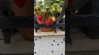 SAKSIDA ÇİLEK   MUHTEŞEM OLUYOR🍓🍓🍓