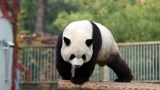 【大熊猫萌兰】解锁吊篮。2023.4.25.摄于北京动物园