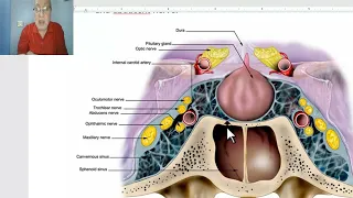 Anatomy of  endocrine module in  Arabic 2023, 1 (Pituitary gland), by Dr. Wahdan