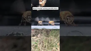 How To Help Bees