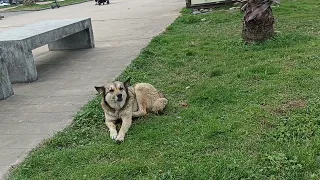 After the accident, she was left on the side of the road, no one stopped the car to help her