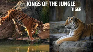 Tigers: Kings of the Jungle and Guardians of Balance"