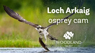 Male osprey delivers breakfast + takes over incubation duties - Loch Arkaig Osprey Cam (2020)