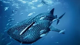 Best Documentary 2016 || Underwater Universe Ocean Creatures| National Geographic | Top Documentary