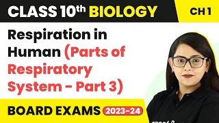 Respiration in Human (Parts of Respiratory System - Part 30 | Class 10 Biology