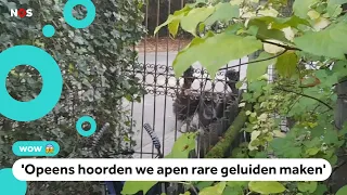 Chimpansees ontsnapt in DierenPark Amersfoort