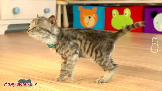 Мой маленький милый котенок. Играем с мимишным котиком в детской игре