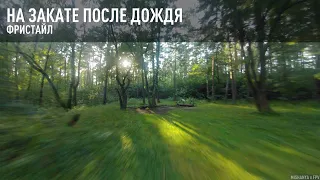 На закате после дождя. Ромашковский лес. FPV Freestyle.