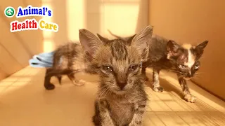 4 orphaned baby kittens really think me as their mom – Love from rescuer