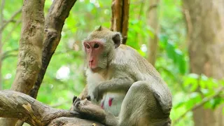 Never see Jane Monkey Closely like this  jane waiting she baby