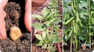 How to Plant BEANS - Cultivation GUIDE from SEEDING to HARVEST || Toni's Huertina