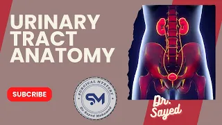 special surgery , urology module , urinary tract anatomy