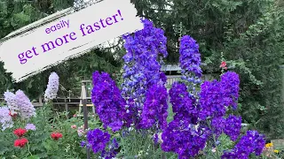 Unlock the Secret to Propagating Delphiniums: A Cutting Edge Guide!