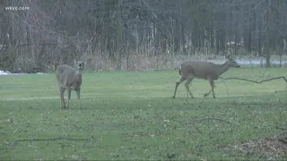 A look inside Lyndhurst's deer culling program