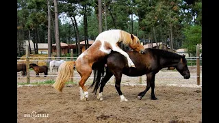 Horse and Horses Groom each other Martha 2022 | the horse Mating season horse mating Lover | mating